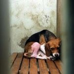 Petizione contro la vivisezione e la sperimentazione sugli animali E' ORA DI DIRE BASTA! CHIUDIAMO GREEN HILL