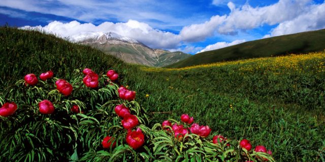 Parco nazionale dei Monti Sibillini: fioritura di colori ed emozioni