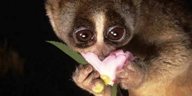 Kinako, l'animale pi&ugrave; dolce del mondo! [VIDEO]