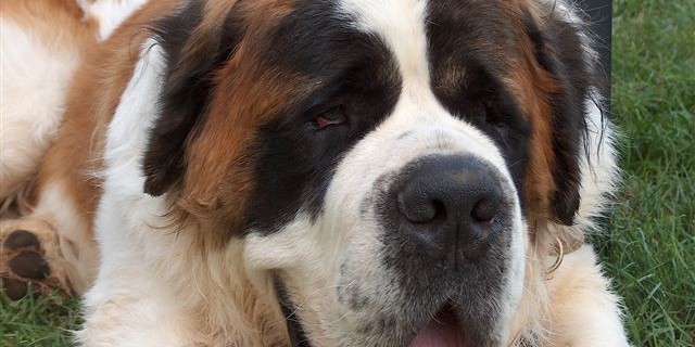 Cani imbottiti di droga e uccisi per recuperarla. Shock in NordItalia