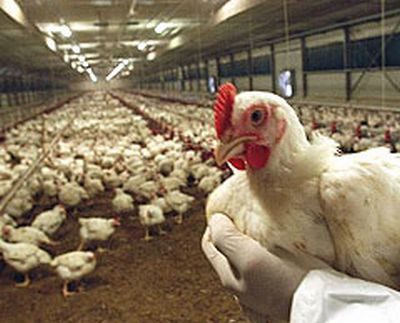Influenza Aviaria: torna la paura. Un caso confermato in Emilia Romagna Influenza Aviaria: torna la paura. Un caso confermato in Emilia Romagna