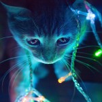 Danimarca shock: sesso a pagamento con gli animali
