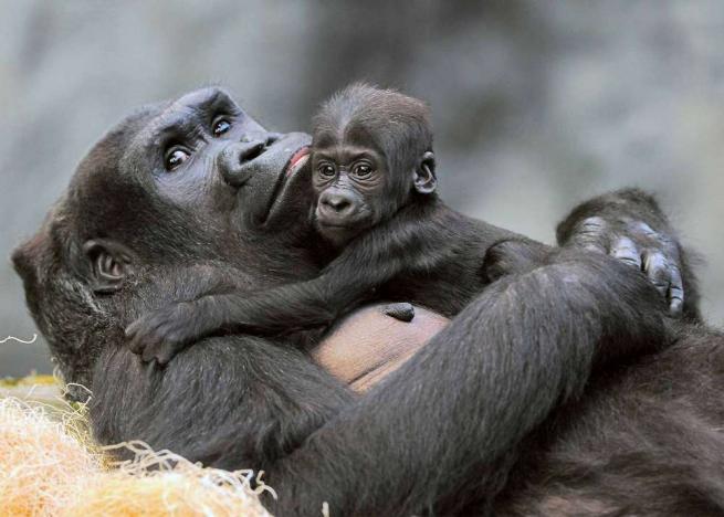 Chicago: la cucciola di gorilla ora ha un nome. Si chiama Nora Chicago: la cucciola di gorilla ora ha un nome. Si chiama Nora