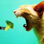 Le 27 Domande Più Frustranti Alle Quali Un Vegetariano Deve Abituarsi