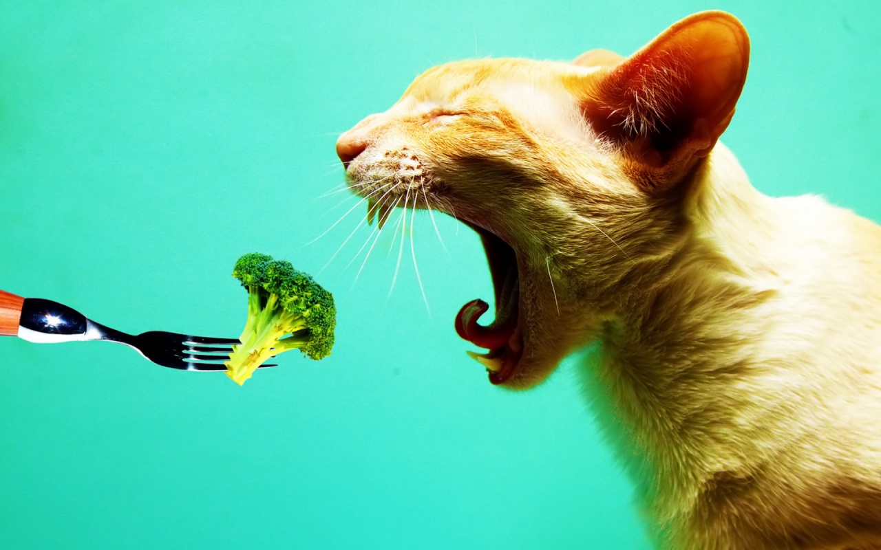 Le 27 Domande Più Frustranti Alle Quali Un Vegetariano Deve Abituarsi Le 27 Domande Più Frustranti Alle Quali Un Vegetariano Deve Abituarsi