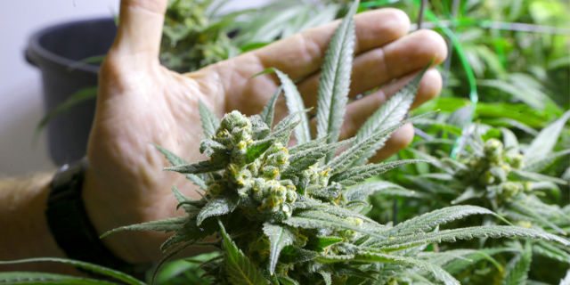 come riconoscere chi fuma marijuana