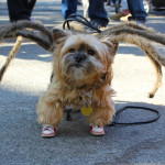 Halloween: 29 Idee Terribilmente Carine Per I Nostri 4 Zampe