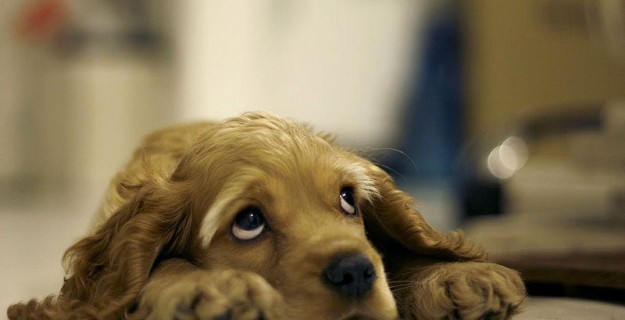 Nuova Legge: Ora Maltrattare gli Animali Non &egrave; Reato