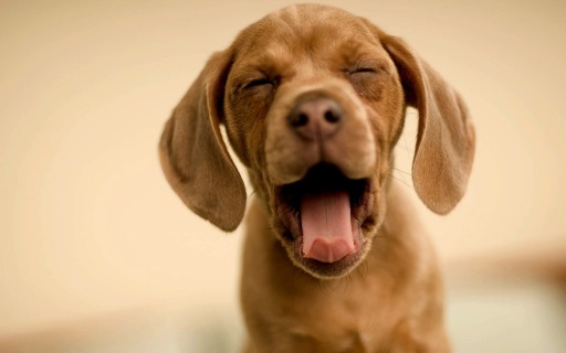 I Cani Riconoscono un Tumore al 98% I Cani Riconoscono un Tumore al 98%