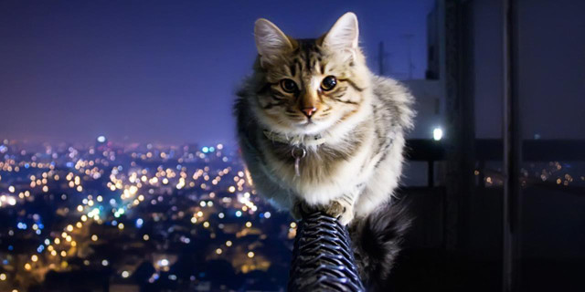 Luna Piena: ecco i possibili Effetti su Gatti e Cani Luna Piena: ecco i possibili Effetti su Gatti e Cani