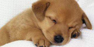 Nome da dare a un cucciolo