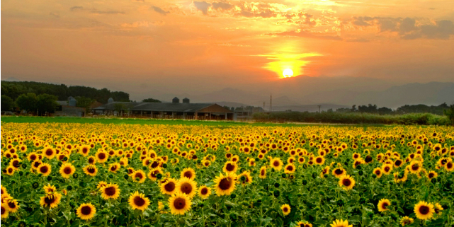 linguaggio dei fiori girasole