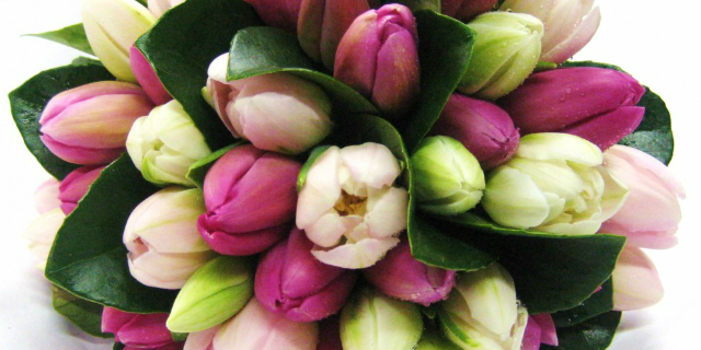 linguaggio dei fiori tulipano