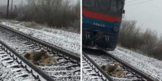Cane coraggioso salva la sua amica ferita dai binari ferroviari