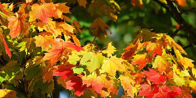 Foliage