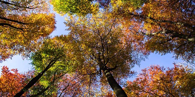 Foliage