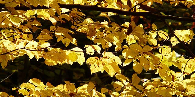 Foliage