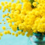 Perché la mimosa è il fiore della festa della donna?