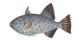 Pesce d'aprile