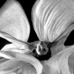 Loïe Fuller, la danzatrice lesbica che sfidò la sua epoca e che morì per ballare con le ali