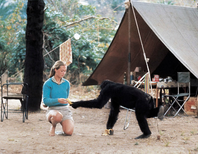 Jane Goodall: Cosa separa noi dagli scimpanzé?
