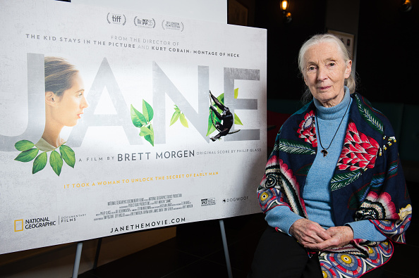 Jane Goodall: Cosa separa noi dagli scimpanzé?