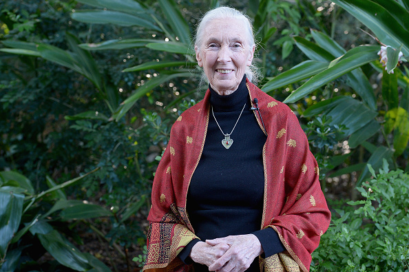 Jane Goodall: Cosa separa noi dagli scimpanzé?
