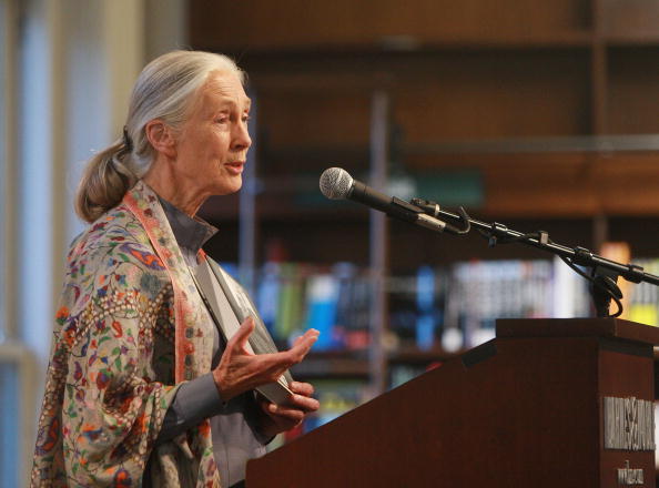 Jane Goodall: Cosa separa noi dagli scimpanzé?
