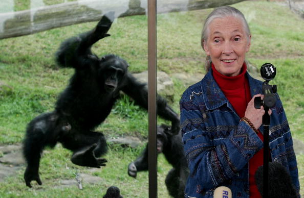 Jane Goodall: Cosa separa noi dagli scimpanzé?