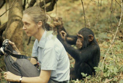Jane Goodall: Cosa separa noi dagli scimpanzé?