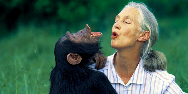 Cosa può insegnarci Jane Goodall dopo 40 anni vissuti tra gli scimpanzé Cosa può insegnarci Jane Goodall dopo 40 anni vissuti tra gli scimpanzé