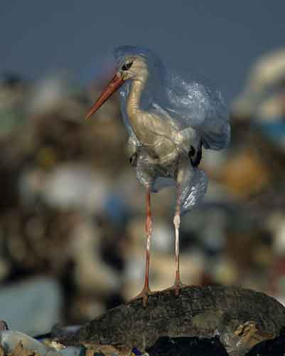 Il pianeta di plastica: come stiamo uccidendo la nostra terra
