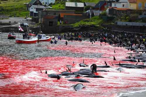 Cos'è il Grindadráp, la mattanza delle balene nelle isole Faroe