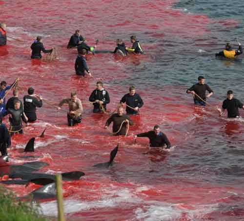 Cos'è il Grindadráp, la mattanza delle balene nelle isole Faroe