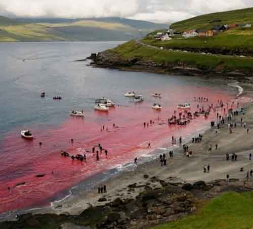 Cos'è il Grindadráp, la mattanza delle balene nelle isole Faroe