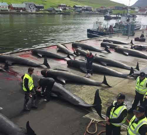 Cos'è il Grindadráp, la mattanza delle balene nelle isole Faroe