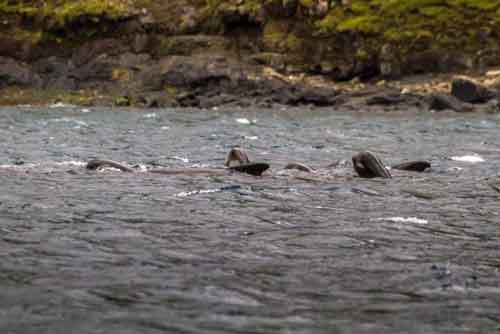 Cos'è il Grindadráp, la mattanza delle balene nelle isole Faroe