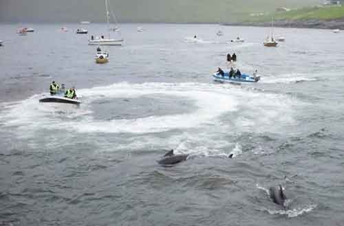 Cos'è il Grindadráp, la mattanza delle balene nelle isole Faroe