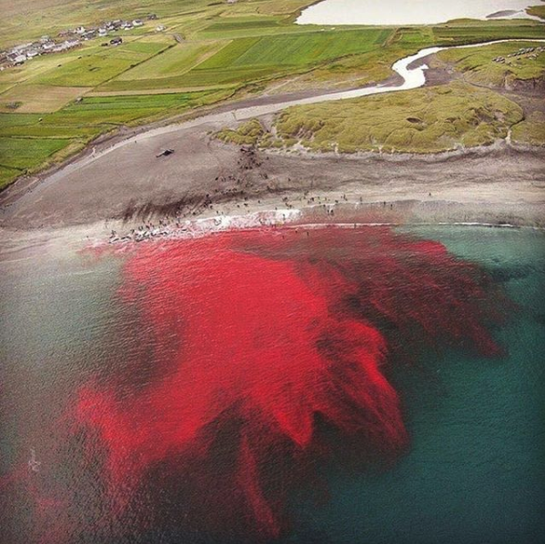 Cos'è il Grindadráp, la mattanza delle balene nelle isole Faroe