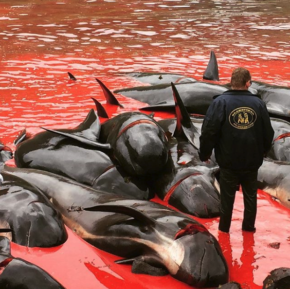 Cos'è il Grindadráp, la mattanza delle balene nelle isole Faroe