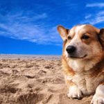 Spiagge per cani 2018: "Io qui posso entrare!"