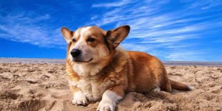 Spiagge per cani