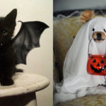 23 costumi di Halloween terribilmente carini per i nostri 4 zampe
