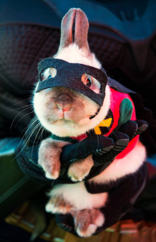 23 costumi di Halloween terribilmente carini per i nostri 4 zampe