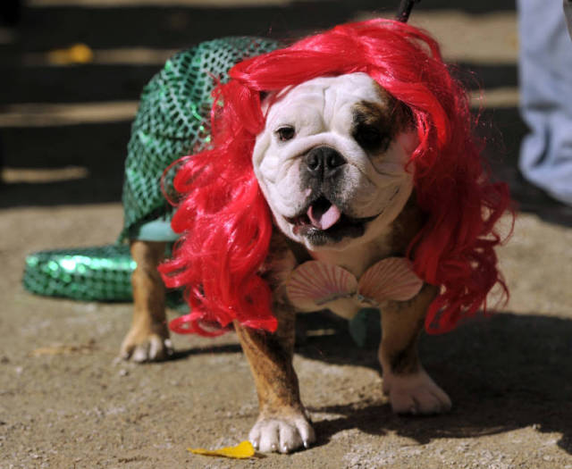 23 costumi di Halloween terribilmente carini per i nostri 4 zampe