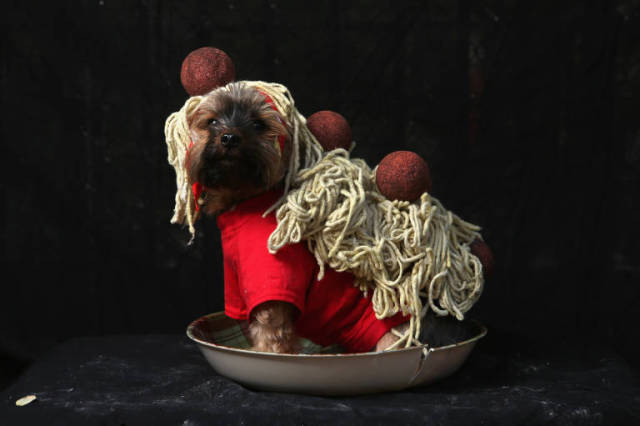 23 costumi di Halloween terribilmente carini per i nostri 4 zampe