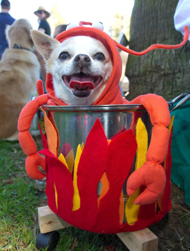 23 costumi di Halloween terribilmente carini per i nostri 4 zampe