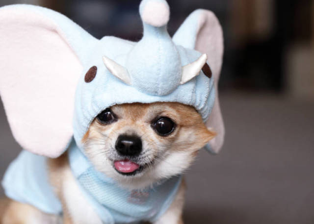 23 costumi di Halloween terribilmente carini per i nostri 4 zampe