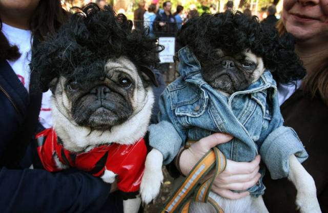 23 costumi di Halloween terribilmente carini per i nostri 4 zampe