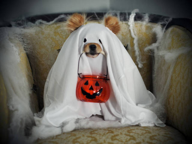 23 costumi di Halloween terribilmente carini per i nostri 4 zampe
